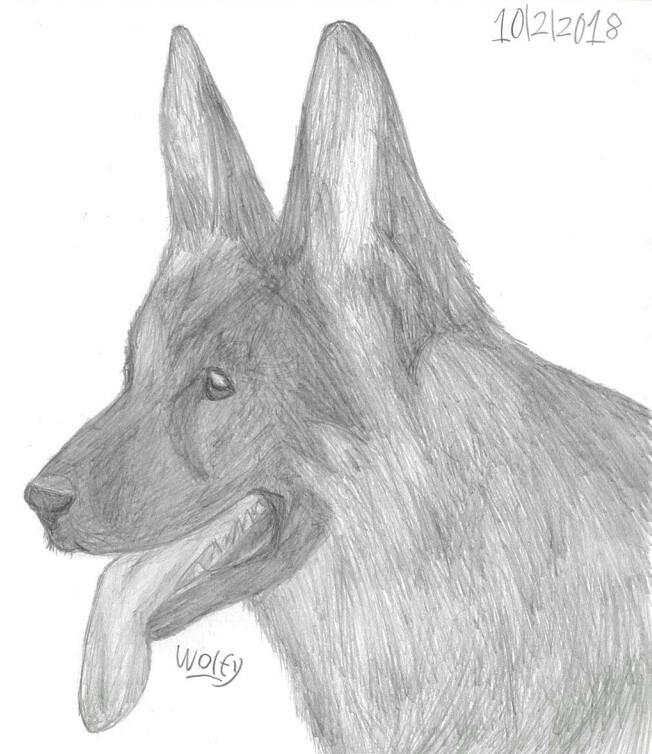 German Shepherd