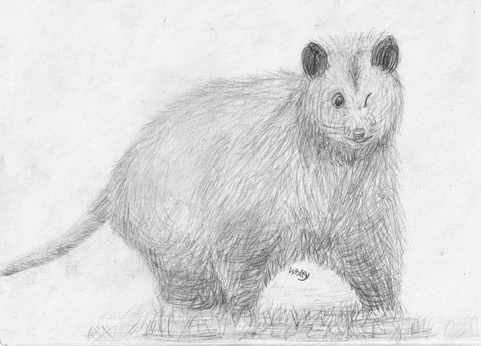 Opossum